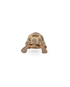 PAPO FIGURINA TESTOASA DE USCAT