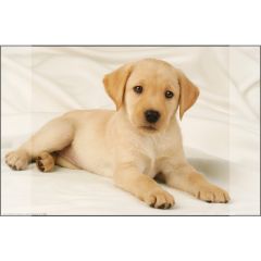 Dosare, mape si folii Kangaro, Mapa birou 38 x 58 cm, KANGARO - imagine labrador auriu - autograf.ro