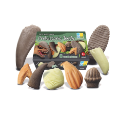 Jucarii Little Big Friends Yellow Door, Sa investigam! - Dinti preistorici - autograf.ro