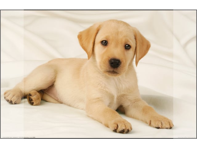 Mape pentru birou, Mapa birou 38 x 58 cm, KANGARO - imagine labrador auriu - vectordirect.ro
