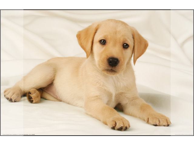 Mape pentru birou, Mapa birou 38 x 58 cm, KANGARO - imagine labrador auriu - vectordirect.ro